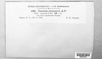 Takamatsuella circinata image